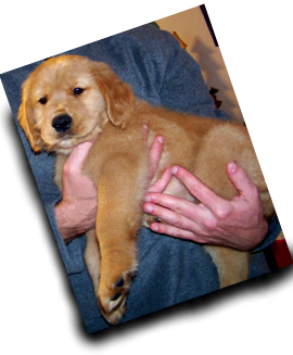 Ginger the retriever Ginger the retriever