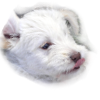 Your Puppy
