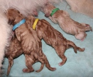 Pup0