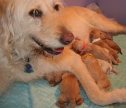 Pup1