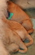 Pup2