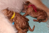 Pup3