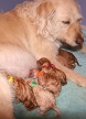 Pup4