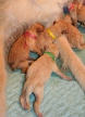 Pup5