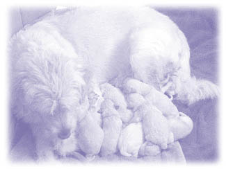 Pretty puppies