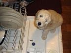 Gracie loves the dishwasher
