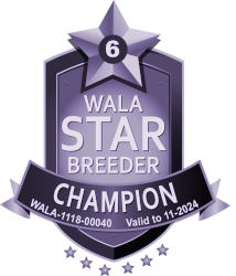 WALA Champ Star